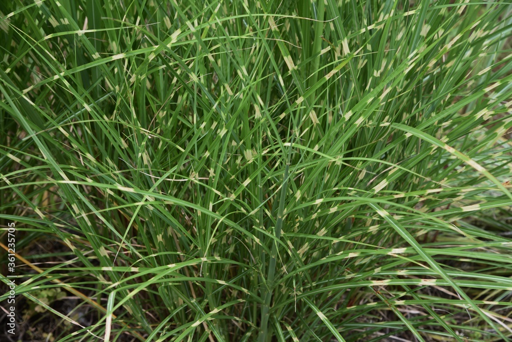 Zebra grass is a Poaceae perennial and is an ornamental pampas grass. Zebra grass is a Poaceae perennial and is an ornamental pampas grass.