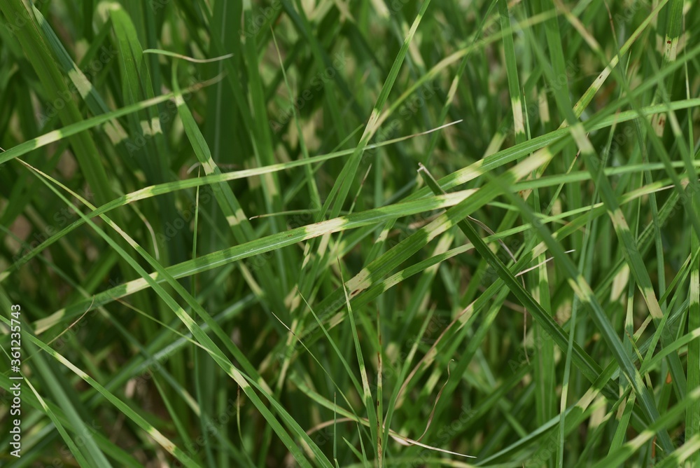 Zebra grass is a Poaceae perennial and is an ornamental pampas grass. Zebra grass is a Poaceae perennial and is an ornamental pampas grass.