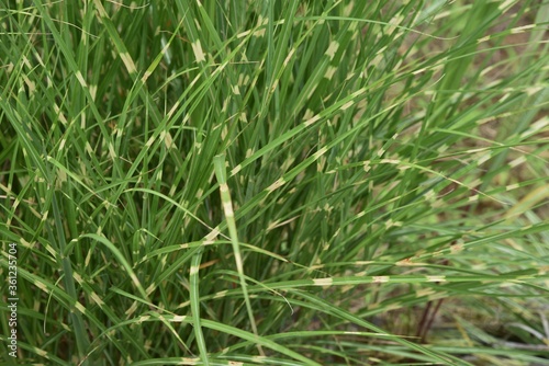 Zebra grass is a Poaceae perennial and is an ornamental pampas grass.