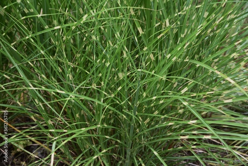 Zebra grass is a Poaceae perennial and is an ornamental  pampas grass.