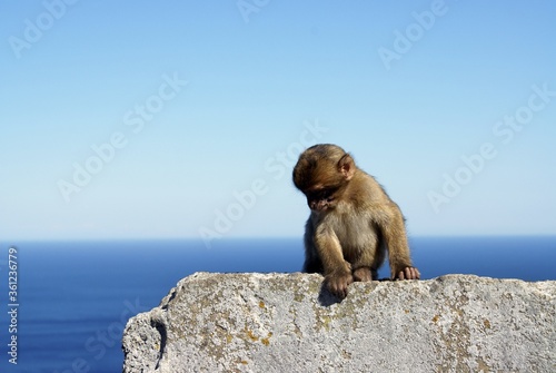 Gray monkey sitting on a stone wall by the sea in Gibraltar