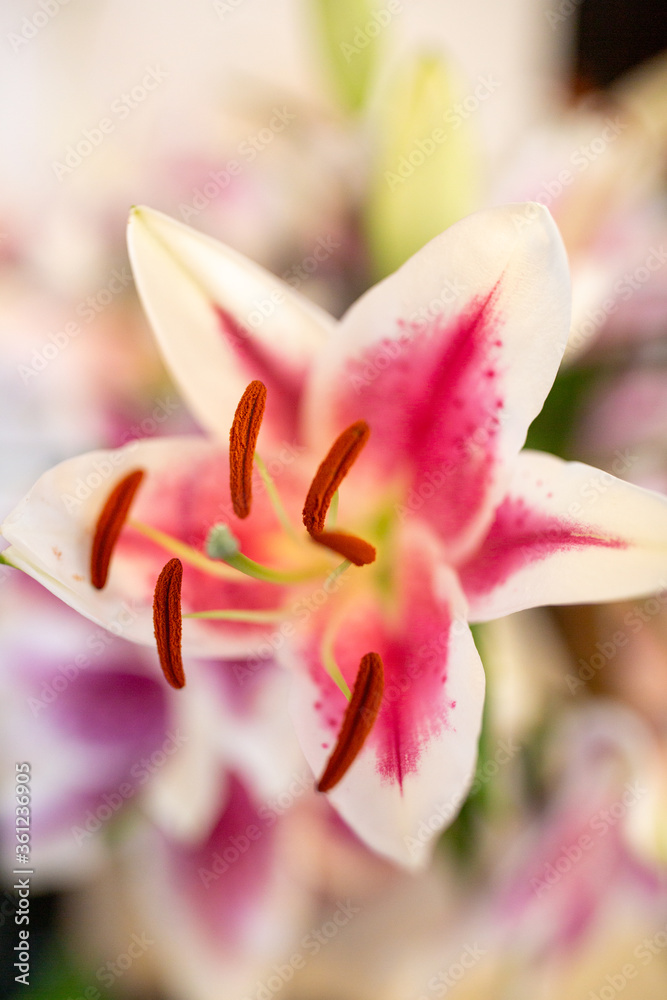 Fototapeta premium Lily Flower