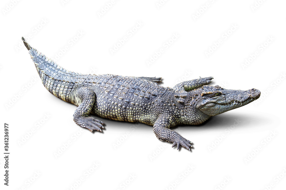 The Fresh water crocodile on a white background. The Fresh water crocodile on a white background.