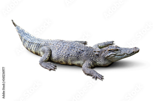 The Fresh water crocodile on a white background.