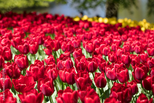 Blooming colorful tulips in flower-garden under sunshine. Tulips - symbol of Holland.