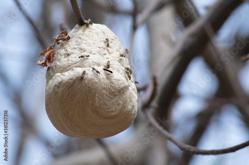 Closeup shot of a hornet nest with blurred background