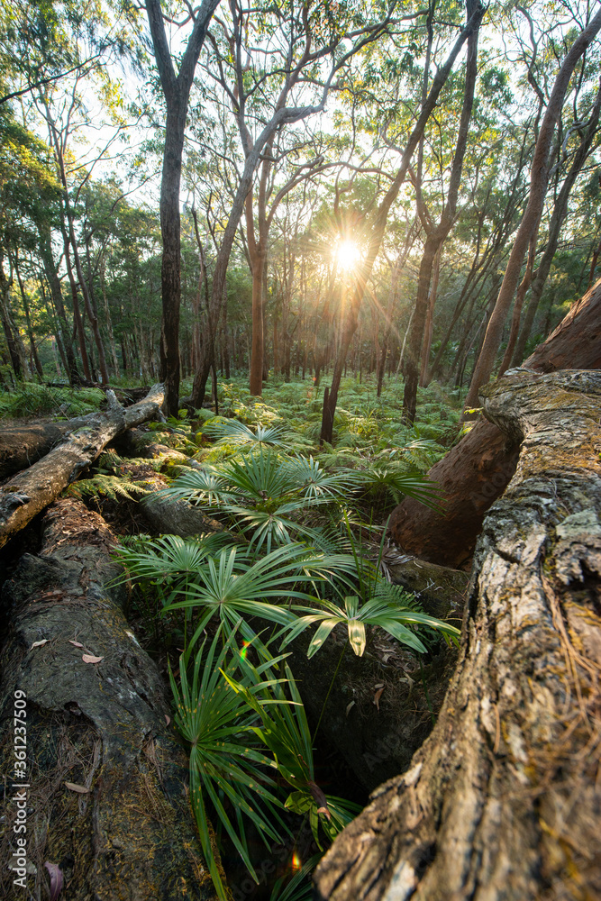 This lush greenery scape was a perfect opportunity to capture an early Spring scene with ferns and ground coverage This lush greenery scape was a perfect opportunity to capture an early Spring scene with ferns and ground coverage