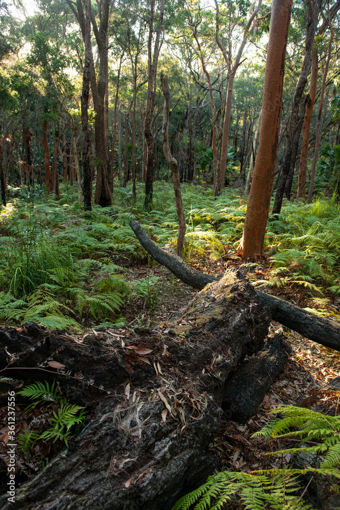 This lush greenery scape was a perfect opportunity to capture an early Spring scene with ferns and ground coverage This lush greenery scape was a perfect opportunity to capture an early Spring scene with ferns and ground coverage