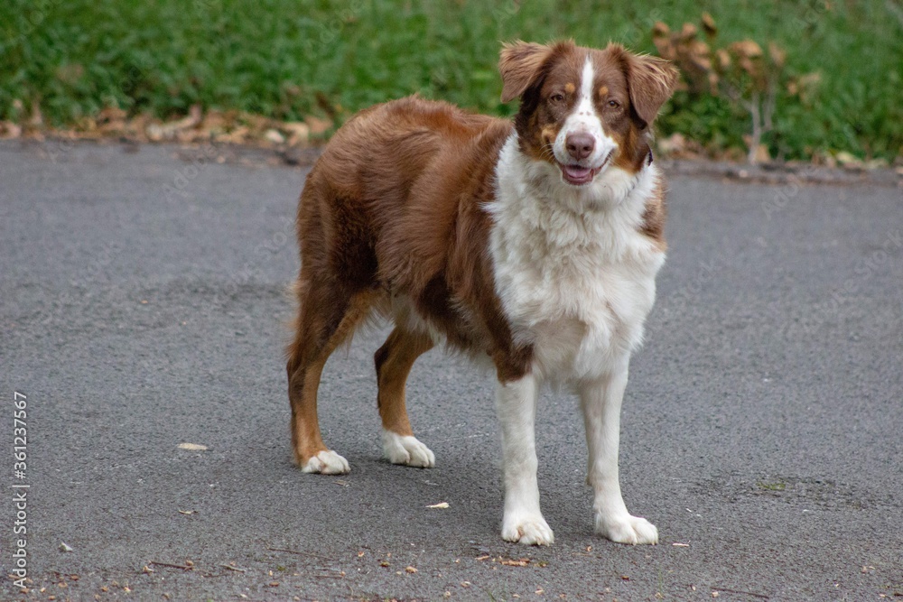 Red Tri Australian Shepherd Confirmation