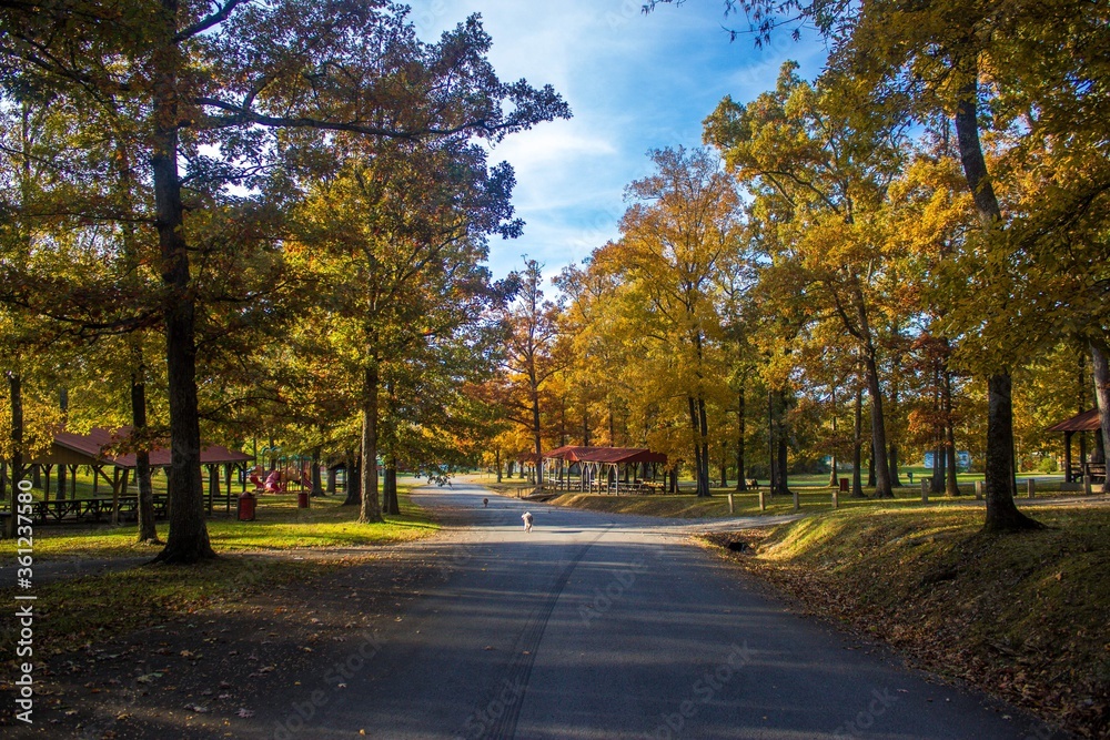Park Fall Leaves
