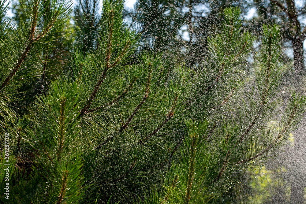 Fototapeta premium Needles of pine branches on the background of splashing water