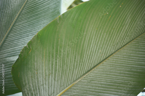 Several tropical plants and leaves with minimalist concept and aesthetic composition.