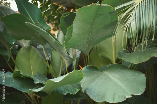 Several tropical plants and leaves with minimalist concept and aesthetic composition. photo