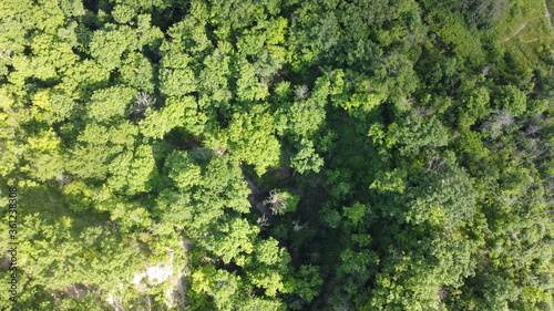 Aerial Drone View of a Green Lush Forest