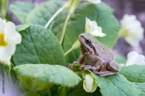 Bild auf Leinwand little frog Hyla arborea on a blade of grass