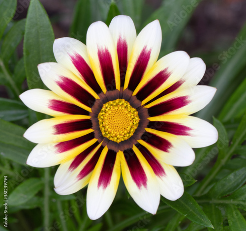 White and red flower closeup with leaves in background