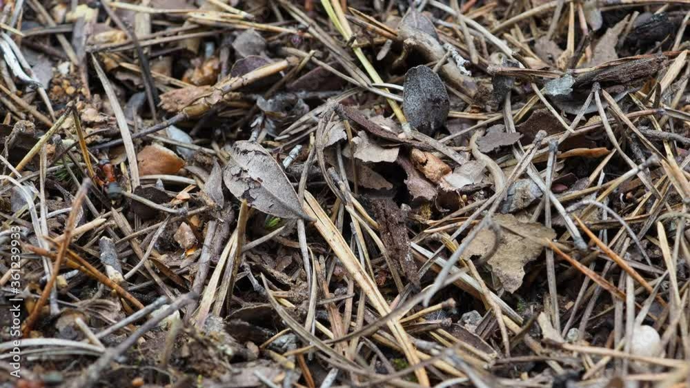 Insect. Angry ants moving fast on the ground. Insect. Angry ants moving fast on the ground.