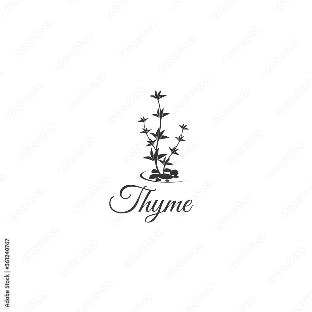 Thyme cooking culinary plant icon or symbol, hand drawn outline vector illustration isolated on white background. Thyme herb decorative element in line art style. Thyme cooking culinary plant icon or symbol, hand drawn outline vector illustration isolated on white background. Thyme herb decorative element in line art style.