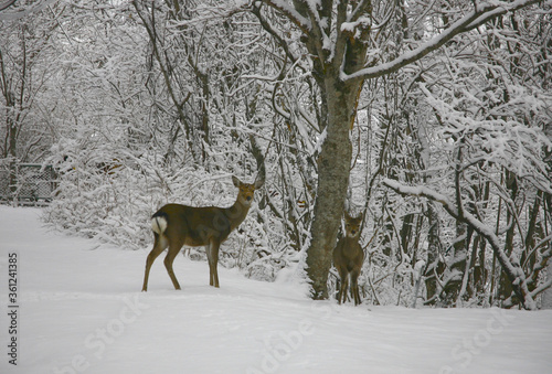 雪の中の鹿の親子 © Kaya Ide