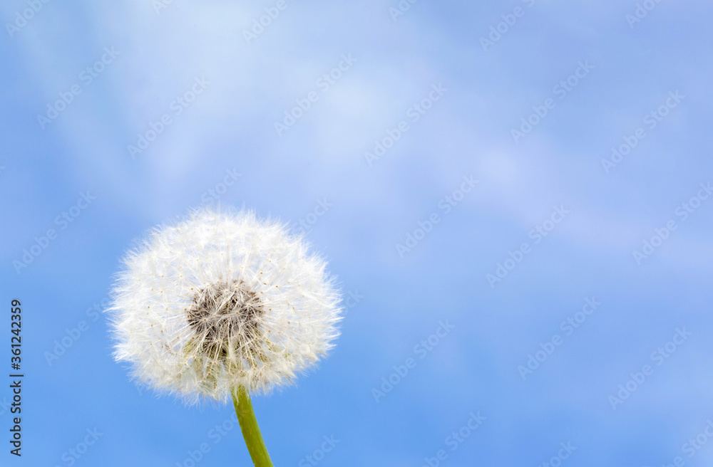 One white, fluffy, round dandelion on a green stem is located on the left side of the image against the blue sky