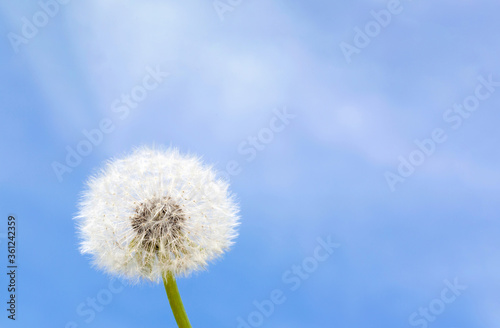 One white  fluffy  round dandelion on a green stem is located on the left side of the image against the blue sky