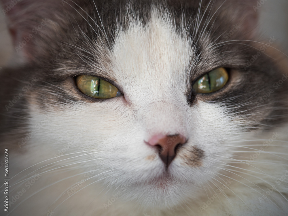 Portrait of a tricolor fluffy cat with yellow eyes