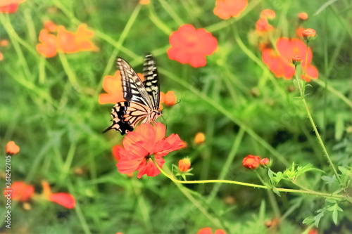 蜜を吸うアゲハ蝶 © 茂昭 豆田