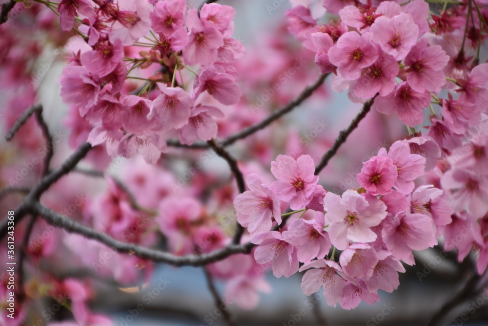 Cherry blossom in Osaka, Japan