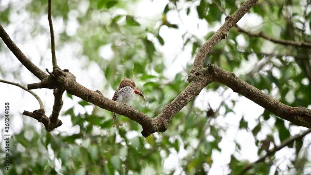 Wlidlife female banded kingfisher caught Chameleon in mouth on branch in Khao yai national park forest in Thailand Wlidlife female banded kingfisher caught Chameleon in mouth on branch in Khao yai national park forest in Thailand
