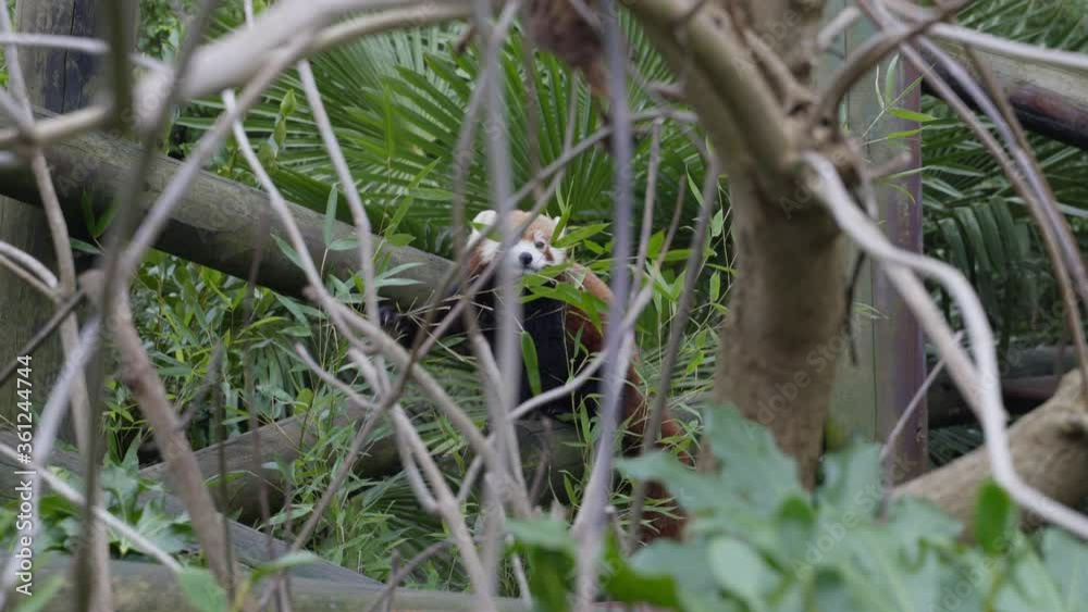 Red Panda eating bamboo leaves in a open-air enclosure.Wildlife concept