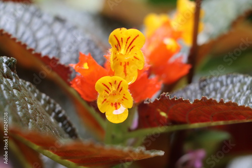 Beautiful alloplectus flowers in garden, orange bloom photo