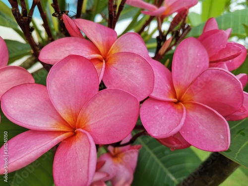 Red Cambodian flowers or Frangipani bloom in the morning at the garden