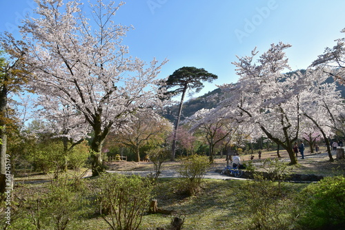 The view of Arashiyama in Spring