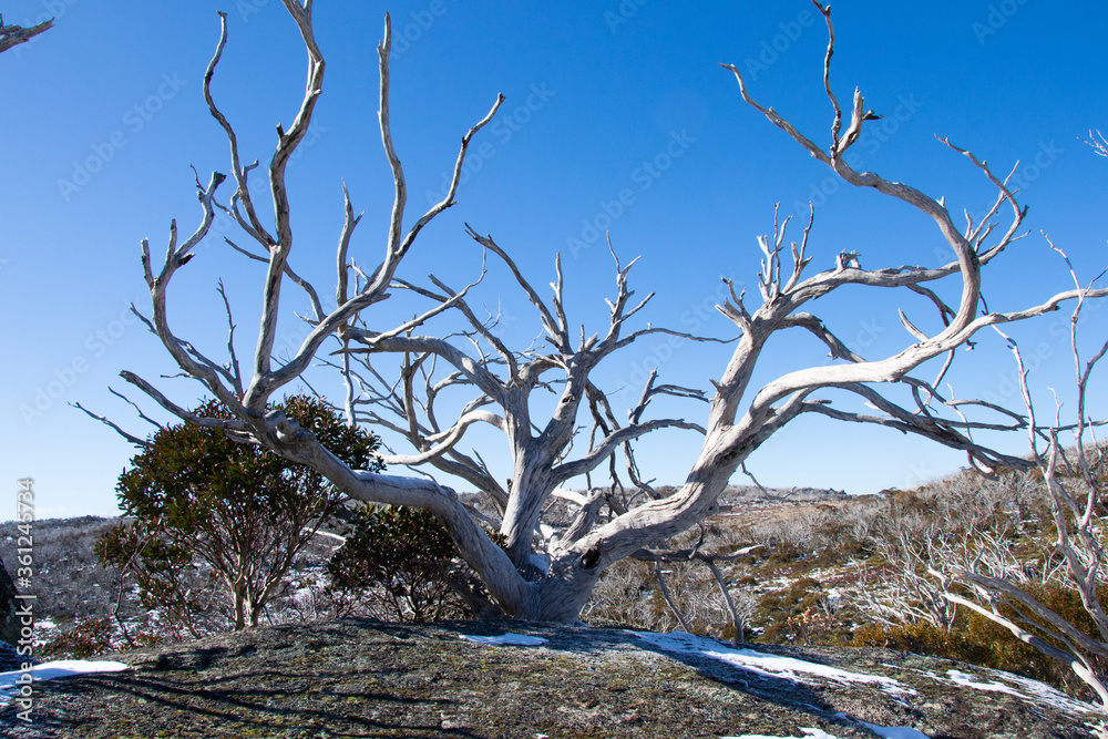 Big dead tree in the rock with snow Big dead tree in the rock with snow