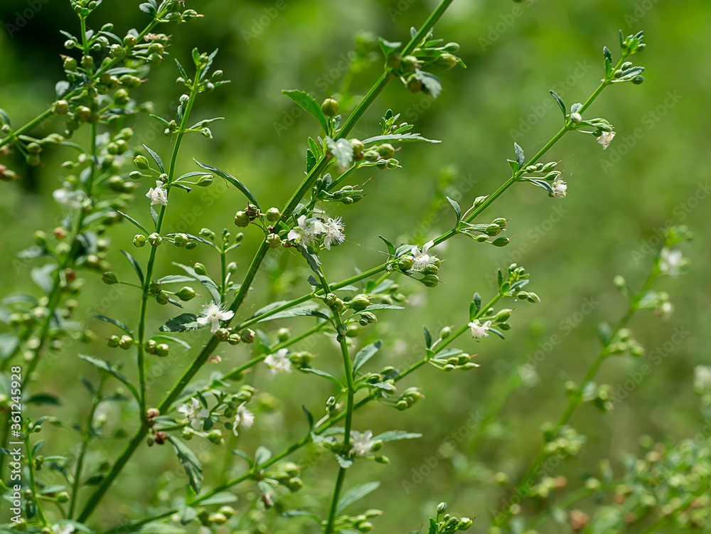 Close up of Scoparia dulcis Linn plant. Close up of Scoparia dulcis Linn plant.