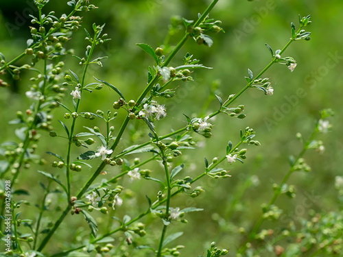 Close up of Scoparia dulcis  Linn plant. photo