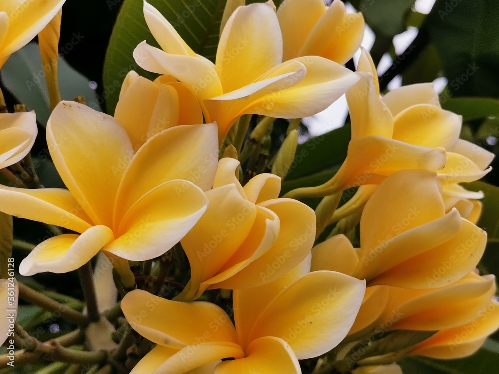 Obraz premium A yellow white frangipani flower or bunga kamboja with a background of branches and green leaves