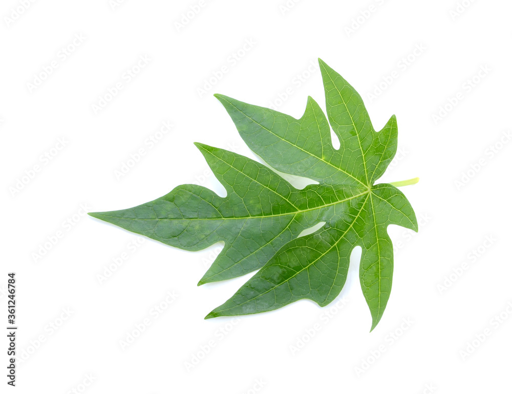 Papaya leaves on white background. This has clipping path. Papaya leaves on white background. This has clipping path.