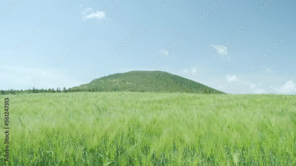 The blue sky and the vast green barley field. Jeju Island.