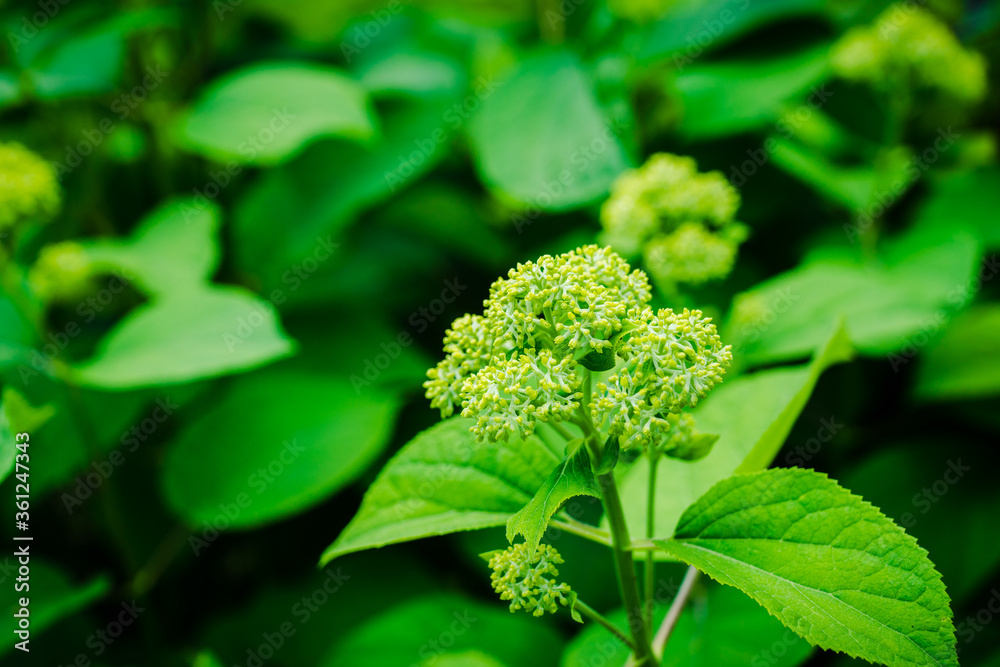 Blooming hydrangea in the garden. Shallow depth of field.
Blooming hydrangea in the garden. Shallow depth of field.
