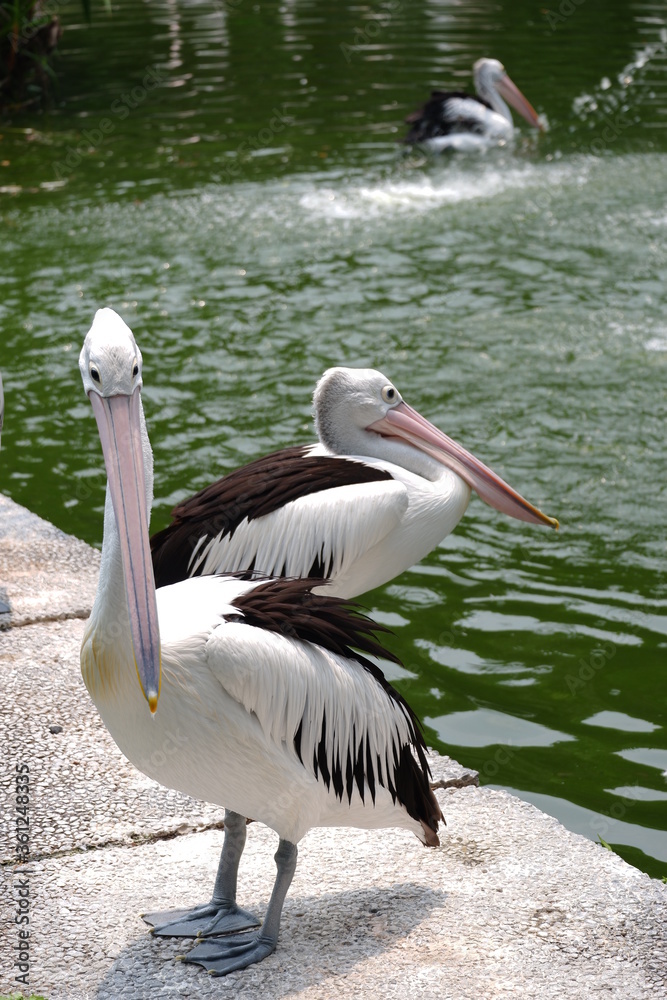 Large white pelicans are animals that live in groups in swamps or