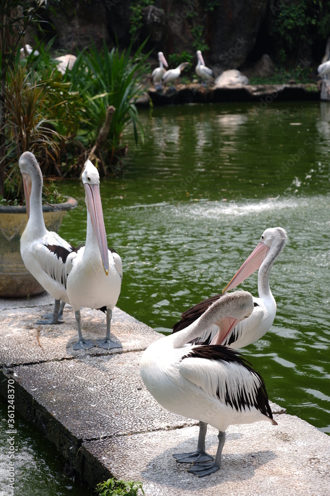 Large white pelicans are animals that live in groups in swamps or shallow lakes, have long beaks and large throat pockets. Breed from southeastern Europe, Asia and Africa Large white pelicans are animals that live in groups in swamps or shallow lakes, have long beaks and large throat pockets. Breed from southeastern Europe, Asia and Africa