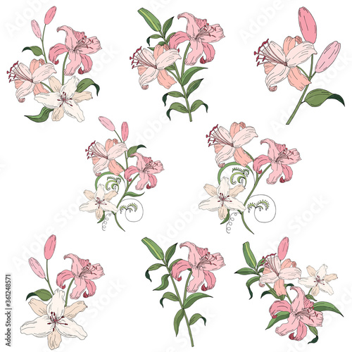 Lily. Vector illustration. Flowers set.