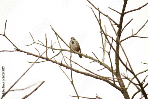 Pájaro en árbol (Bird in the tree)