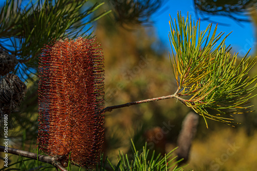 Inflorescence of the heath leaved Australian banksia ericifolia, gold-and-red styles flower photo