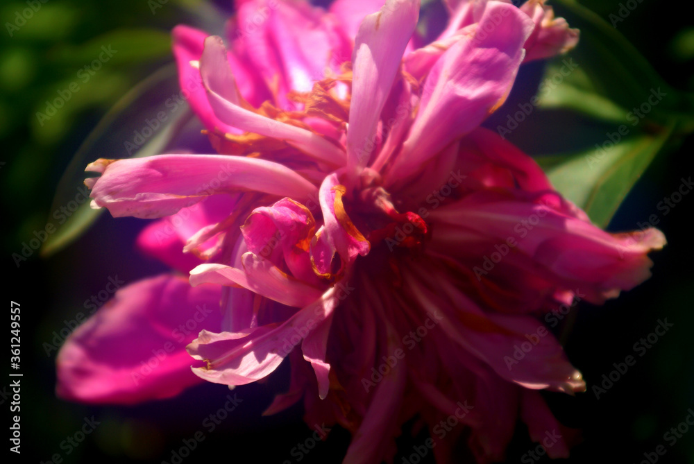 Delicate fading flowers lit by soft morning light. Delicate fading flowers lit by soft morning light.