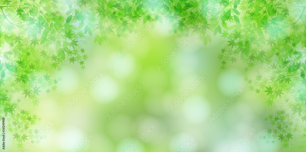 Obraz premium 新緑 光 もみじ 背景