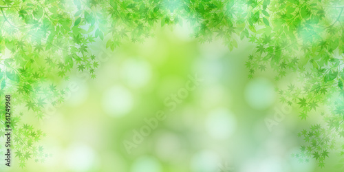 新緑　光　もみじ　背景