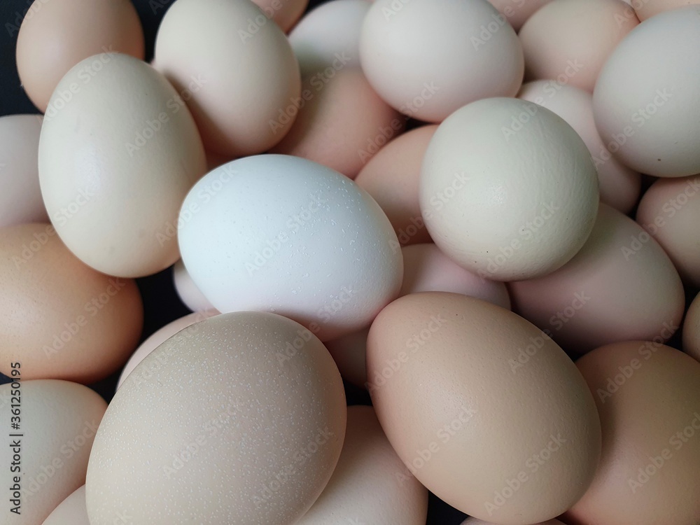 organic egg for a healthy diet with protein and lipids organic egg for a healthy diet with protein and lipids
