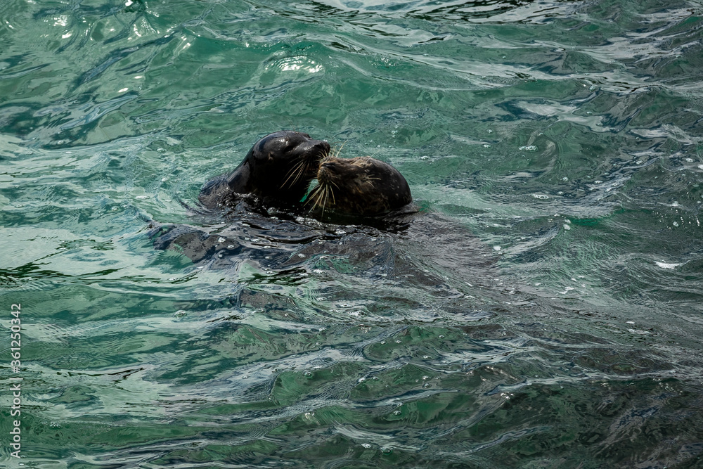 Fototapeta premium Seals at the La Jolla cove